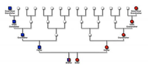 Family tree showing Y (blue boxes) and mtDNA (red circles)