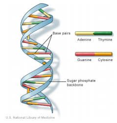 DNA strand