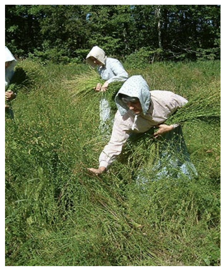Acadian women harvesting flax