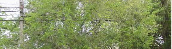 John and Ludovia Lirette Guidry's Montegut home, part 1 of 2